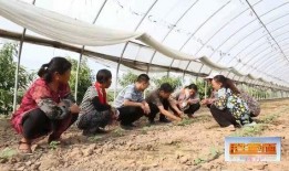 网红吃瓜文案怎么写好,揭秘娱乐圈幕后风云