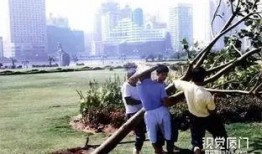 最新台风爆料视频大全集,视频大全集深度解析