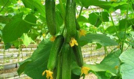 锡盟网红吃瓜群微信,揭秘草原上的网络风云